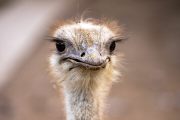 
wild animals, lion,tiger,deer,gazelle,ducks,lama