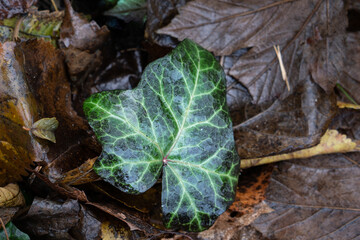 Jesienne zmokłe liście