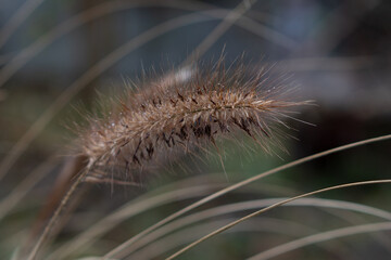 kwiat trawy ozdobnej © pinus25