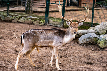 
wild animals, lion,tiger,deer,gazelle,ducks,lama