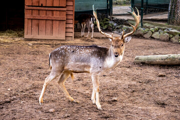 
wild animals, lion,tiger,deer,gazelle,ducks,lama