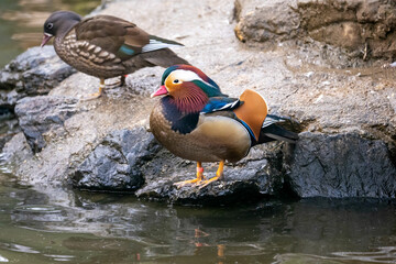 
wild animals, lion,tiger,deer,gazelle,ducks,lama