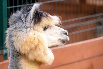 
wild animals, lion,tiger,deer,gazelle,ducks,lama