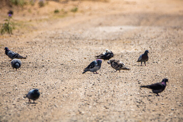 pigeons on the ground