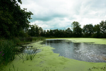 Pond covered with pondweed. Beautiful nature reserves and bird sanctuaries in the Netherlands. pond...