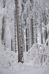 tief verschneiter Wald in den österreichischen Voralpen 