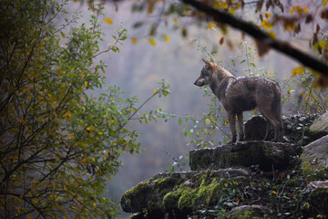Fototapeta premium A grey wolf in the forest