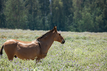 Fototapeta premium horse in the meadow