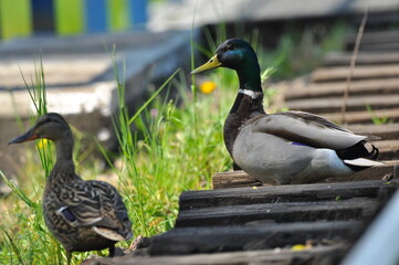 Mallard Duck. A pair of birds, male and female, sitting on the railroad tracks between the rails....