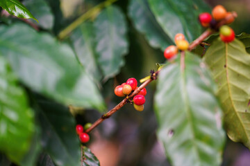 The coffee beans are a popular coffee plant in northern Thailand.