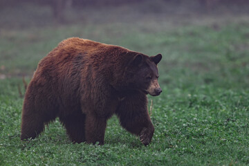 A black bear walking in the meadow