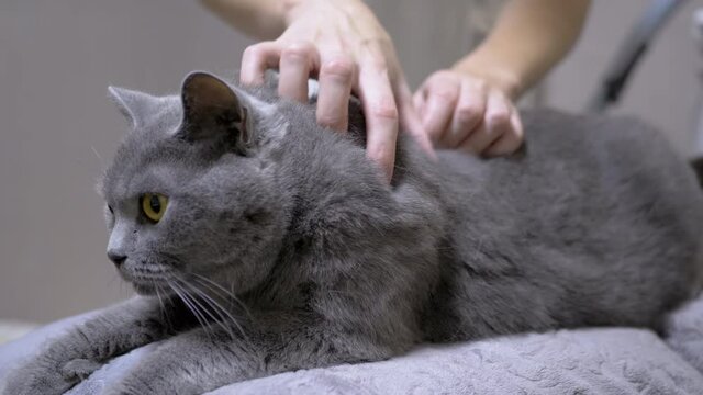 A Veterinarian Examines Ears, Hair of Cat for Presence of Parasites, Fleas. A patient gray British domestic cat sits on a couch in a clinic. Female hands of doctor are looking for lice, nits on wool.