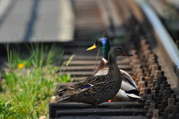 Mallard Duck. A pair of birds, male and female, sitting on the railroad tracks between the rails....