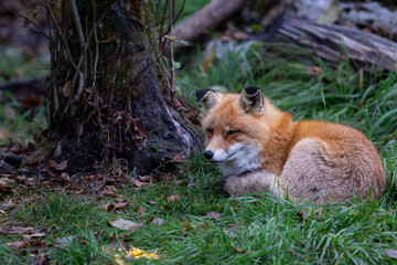 A red fox sleeping in the forest