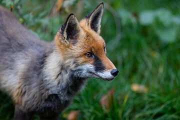 Obraz premium A red fox walking in the forest