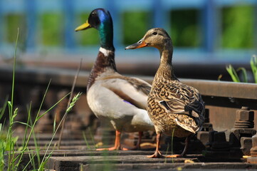 Mallard Duck. A pair of birds, male and female, sitting on the railroad tracks between the rails. On the river, near the bridge and the river.