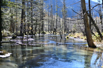 上高地風景 岳沢湿原