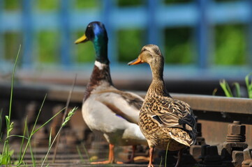 Mallard Duck. A pair of birds, male and female, sitting on the railroad tracks between the rails....