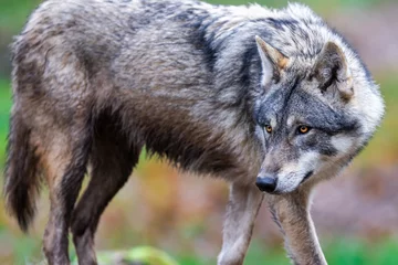 Rolgordijnen A grey wolf in the forest © AB Photography