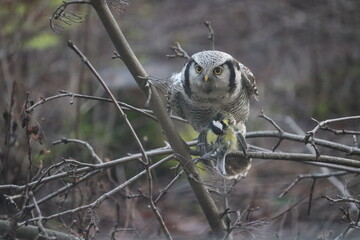 grey owl with a great tit