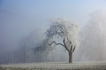 mit Raureif bedeckte Obstbäume in den österreichischen Voralpen  © Kurt