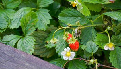 Close up flowering  strawberry plant with white flowers and red berries.