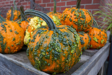 Warty Goblin - a hard shell pumpkin, with warts remaining green for several weeks after harvest.