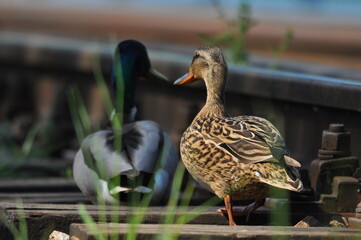 Mallard Duck. A pair of birds, male and female, sitting on the railroad tracks between the rails. On the river, near the bridge and the river.