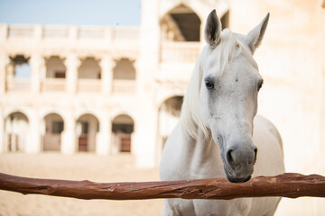 Doha,Qatar,05,06,2019. Arabian horse on a sunny day in the old market souk Waqif in Doha,Qatar.