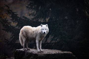 Arctic wolf walking in a forest