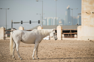 Doha,Qatar,05,06,2019. Arabian horse on a sunny day in the old market souk Waqif in Doha,Qatar.