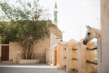 Doha,Qatar,05,06,2019. Arabian horse on a sunny day in the old market souk Waqif in Doha,Qatar.