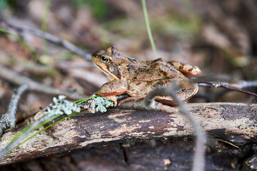 The common frog Rana temporaria, also known as the European common frog sitting on a branch.
