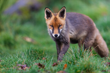 A red fox walking in the forest