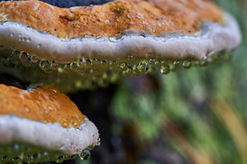 close up of amushroom tinder with the Latin name Fomitopsis pinicola in the autumn forest with waterdrops - obrazy, fototapety, plakaty