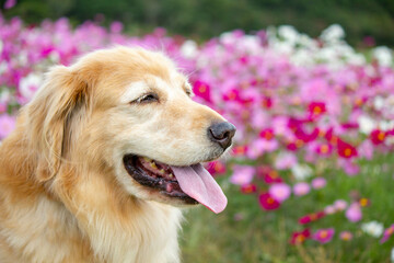 花畑ゴールデンレトリーバー