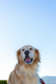 ゴールデンレトリーバー Images Browse 3 640 Stock Photos Vectors And Video Adobe Stock