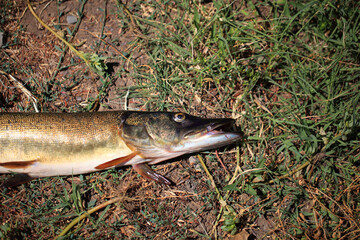 Pike close up. Fishing in the Volga Delta. Fishing for spinning. Astrazan region. Russia.