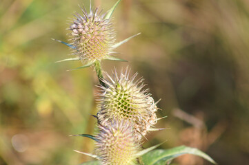 Cutleaf teasel seeds closeup view with blurred background