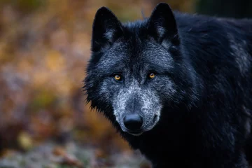 Deurstickers Een zwarte wolf in het bos © AB Photography