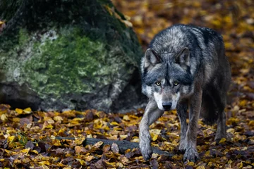 Deurstickers A grey wolf in the forest © AB Photography