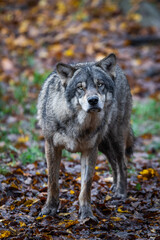 Obraz premium A grey wolf in the forest