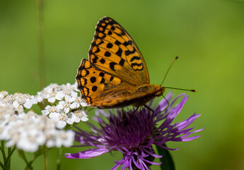 spring flowers
