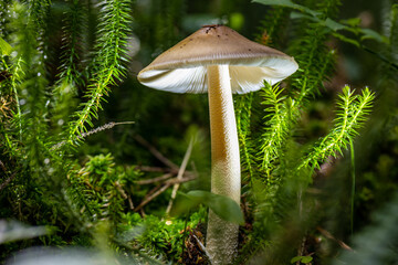 Fototapeta premium fungi