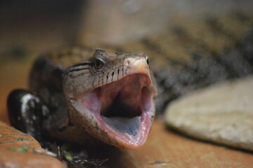 Tiliqua gigas, Indonesian blue tongued skink is a close relative of the Eastern blue tongued...