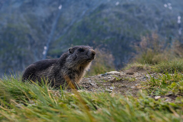 Marmota