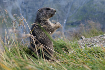 Marmota