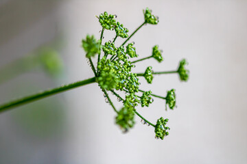 close up of leaves