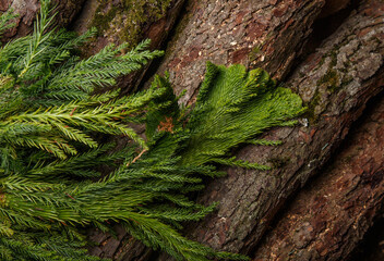Cryptomeria japonica Japanese cedar on bark