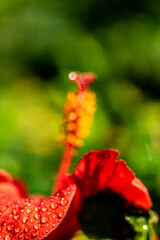 red poppy flower